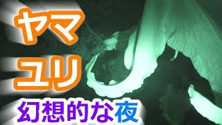 幻想的な夜のヤマユリ - 東京都八王子市