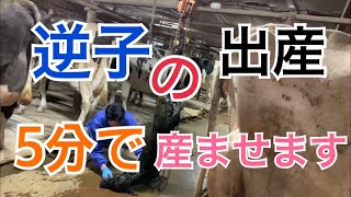 動物 出産【逆子の出産】逆子でも5分で産ませます。ホルスタイン【つるとんたん】から和牛受精卵 分娩の仕方 a baby whose feet are presented first at birth