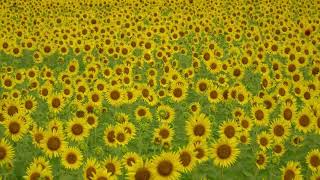 2023 益子ひまわり畑　MASIKO Sunflower field