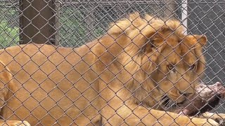 ライオン　スカイくん　お肉くわえてあっちへこっちへ　【のんほいパーク】Lion Sky-kun Toyohashi Zoo