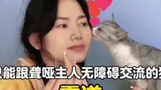 世界破破烂烂，小猫缝缝补补 当猫咪意识到主人听不见后，就再也没有喵喵叫过小猫是平淡生活的解药 小猫治愈世界 这个世界不能没有小猫