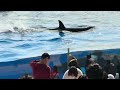 【神戸須磨シーワールド】ステラママとランちゃんのランディング　オルカスタディアム2025 1 23（4k hdr 60fps）kobe suma sea world orca stadium