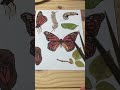 Life Cycle of a Butterfly - Home school learning material #shorts