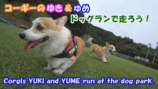 コーギーのゆき＆ゆめドッグランで走ろう！Corgis YUKI and YUME run at the dog park.