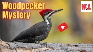 The Woodpecker: 10 Jaw-dropping Secrets You Didn't Know