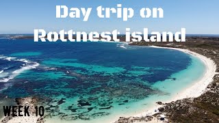 Day trip on Rottnest island |珀斯老鼠岛一日游 10