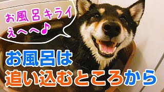 【柴犬】犬のお風呂は追い込み漁！？【シャンプー】