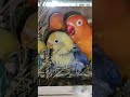 lovebird breeding box fisher lovebird violet opaline lovebirds pet dilute lutino op opalin