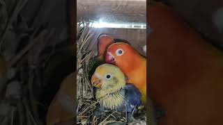 Lovebird breeding box #fisher #lovebird #violet #opaline #lovebirds #pet #dilute #lutino #op #opalin