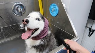 Taking my 8 year old husky to the dog wash for the FIRST time!