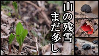 北海道 山菜開幕 きのこの方が多かったかも 20240402