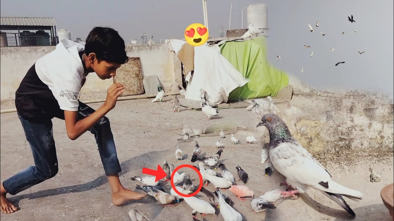 Kabutar Pakda ёяшь Youtube