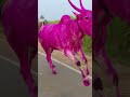 kamaladinni dali ಕಿಲ್ಲಾರಿ ಹೋರಿ.... 😍✌ karnataka bull trending cow love like sucbcribe