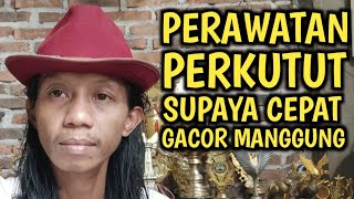 PERAWATAN PERKUTUT LOKAL SUPAYA GACOR \u0026 RAJIN BUNYI ...