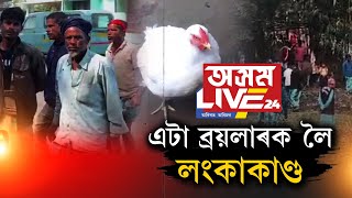 এটা ব্ৰয়লাৰ মুৰ্গীক লৈ লংকাকাণ্ড! দুই ফৈদৰ মাজত প্ৰচণ্ড সংঘাত৷