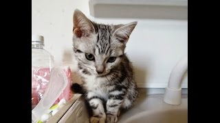 母ちゃんの歯磨きを待っててくれた子猫なあめちゃんと今 ～相変わらず健気ダネ！ -While brushing teeth, cat waiting on the washing stand