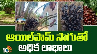 ఆయిల్‌పామ్‌ సాగుతో అధిక లాభాలు | Huge Profits With Oil Palm Farming | Matti Manishi | 10TV