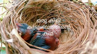 ഒരു കുഞ്ഞുകിളിയുടെ കഥ!  birds life story