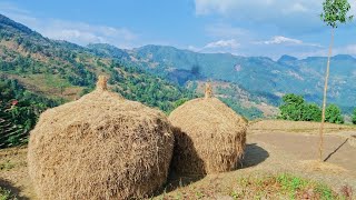 पाहाडि क्षेत्र मङ्सिर महिनामा खेतीपाती थन्क्याउदेइ Rice Cultivation Process in Rural Village | नेपाल