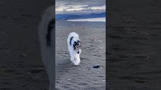 2022.12.07 #ボルゾイ #beautifuldog #borzoi #hound #japanbeach #japan#dog #dogvideos