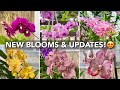 Orchid Garden UPDATE | New Spikes & Blooms | Orchids In Bloom | Cheery Orchids