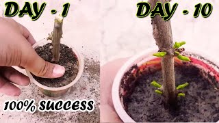 HOW TO GROW POMEGRANATE TREE FROM CUTTINGS - Sprouting Seeds