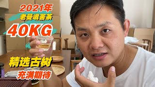 2021年老曼峨，精选苦茶转化效果让人惊喜，老高欣喜若狂让茶农割爱40Kg！#普洱茶 #茶文化 #普洱茶要怎么泡 #古树茶