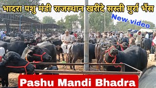 #Pashu Mandi Bhadra Rajsthan || 25 kg Milk buffalo #पशु_मंडी @भादरा वीडियो