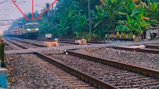 ইন্টারসিটি মেল এক্সপ্রেস সামনে দুটো কুকুর 🐕 ঝড়ের গতিতে।