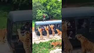 Tiger Dangerous Wild Animals - tiger vs humen - Wild Adventure #Shorts