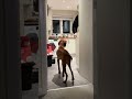 Excited Dog Dances in the Kitchen While Tail Wagging