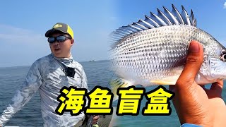 出人意料的海釣盲盒又來了，看看這次老闆滿不滿意#釣魚#海釣