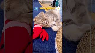 【猫】エビちゃん枕にお昼寝💤#shorts #猫 #猫好き #スコティッシュフォールド#まんぼう