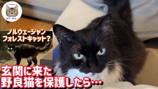 【モフモフ野良猫保護】ママに日本語で「ごはん！」と喋っておねだりが可愛い子になりました！