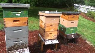 Bee Mine Apiary