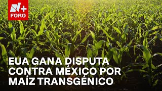 EUA gana disputa con México por restricciones al maíz transgénico - Las Noticias