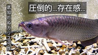 ノーザンバラムンディより格好いい魚いる？