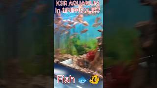 KSR Global AQUARIUM Kesari In SINDHUDURG 🐟🐦/Fomous Place #viralvideo #tech advance short💯Aura