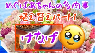 🪴No348🪴多肉植物🪴2024年10月植え替えパート1🪴めぐばあちゃんの多肉事👵🏻