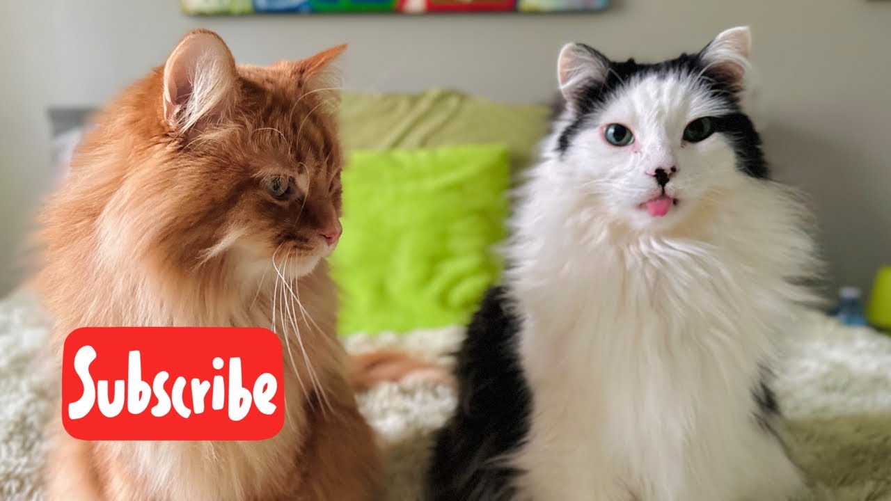 Happy Caturday Live Stream Youtube