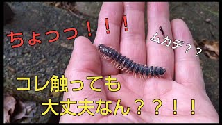 【身近な生き物】ちょっ！コレ触っても大丈夫なん？！かわいいババヤスデ