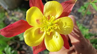 Grow Columbines from seed zone 4 garden