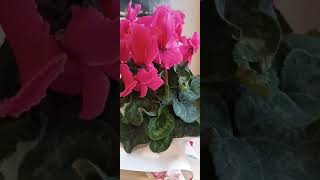 Fall in love with the pink flower of cyclamen plant #pink