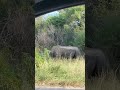 spotting a white rhino in kruger national park south africa 🇿🇦 krugernationalpark rhino nature