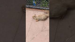 参士🌸ニホンリス・日本栗鼠・沖縄こどもの国・・・Japanese_squirrel・Okinawa Zoo \u0026 Museum(20240311)