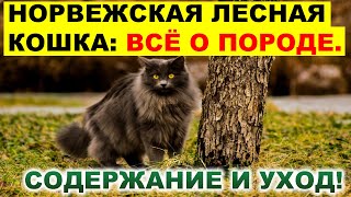 НОРВЕЖСКАЯ ЛЕСНАЯ КОШКА - ВСЁ О ПОРОДЕ. ХАРАКТЕР И ОСОБЕННОСТИ.