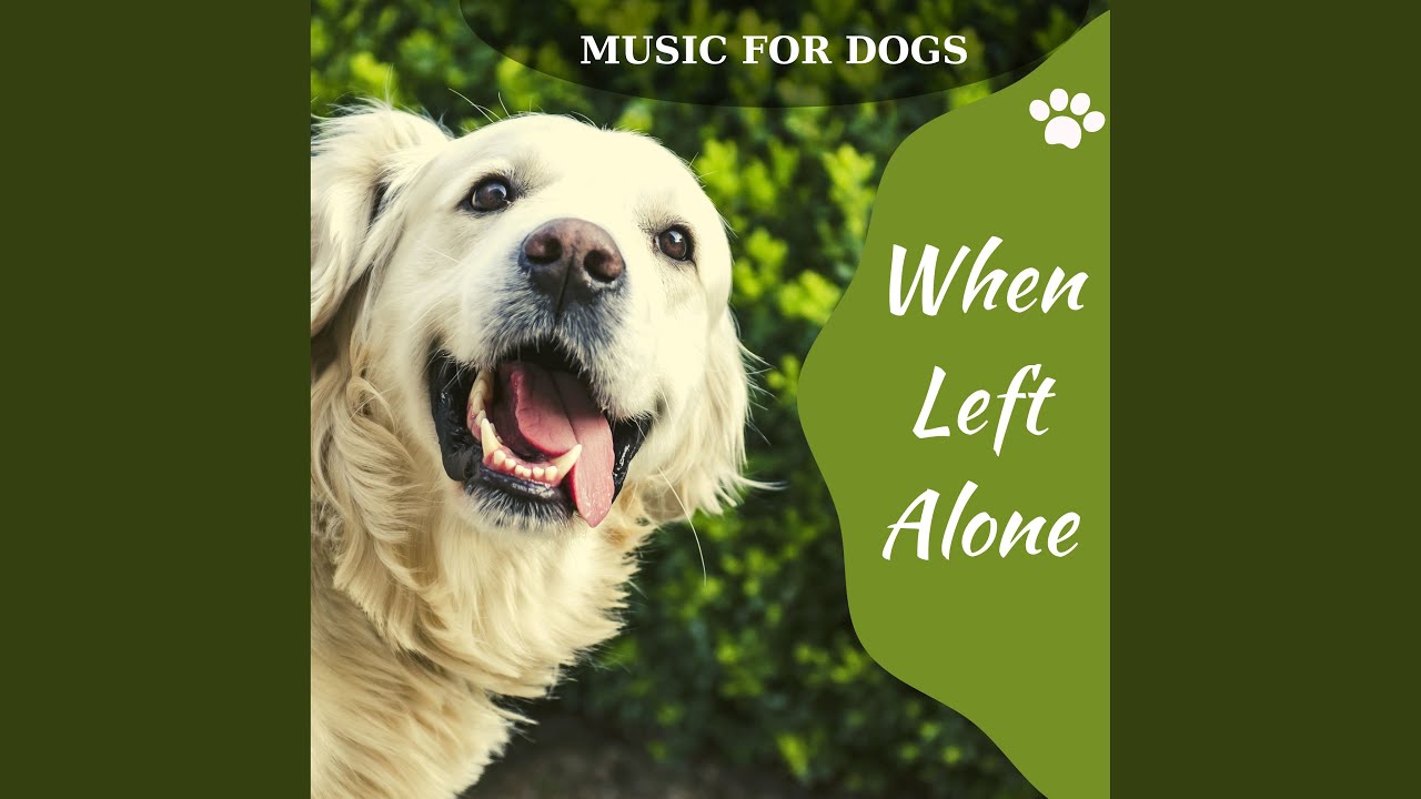 Dog Hypnosis Youtube