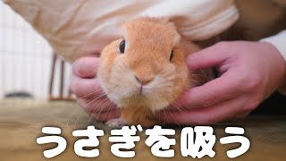 飼い主の奇行、うさぎを吸いまくった結果がこちらです【No.397】