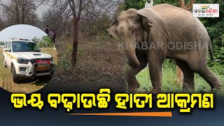 ଭୟ ବଢ଼ାଉଛି ହାତୀ ଆକ୍ରମଣ | Elephant Terror In Bargarh Paikmal Range | Khabar Odisha