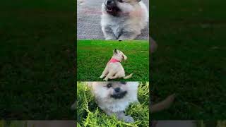 @cute play puppy//cute dogs⛄cutest dog in the world🐁cute dog clip//#shorts#yutibeshorts🦝dogs play